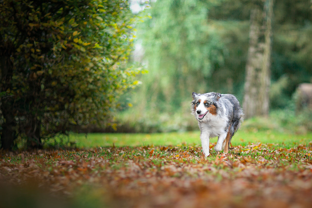 Photographe animaux de compagnie Timilky Gembloux