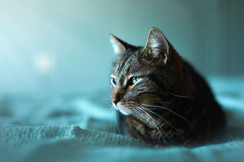 Chat Timilky Photographie